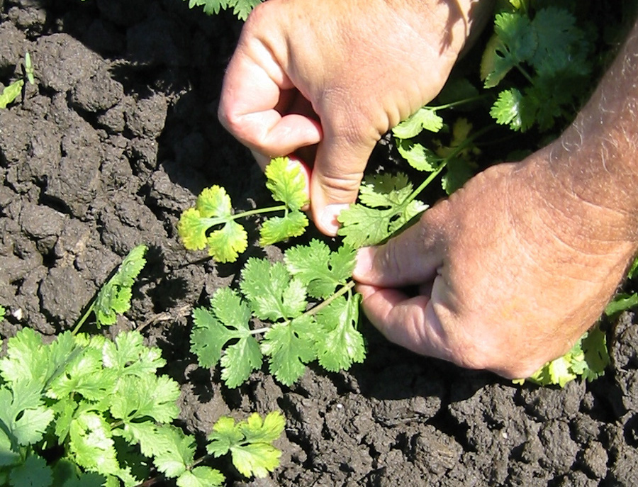 parsely plants